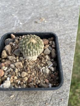 Encephalocarpus strobiliformis